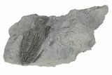 Fossil Crinoid (Histocrinus) - Monroe County, Indiana #231974-1